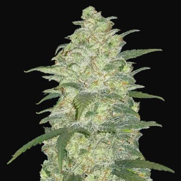 White Widow Originals