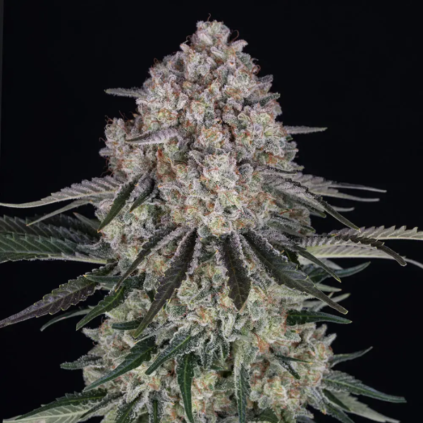 Sour Diesel Auto