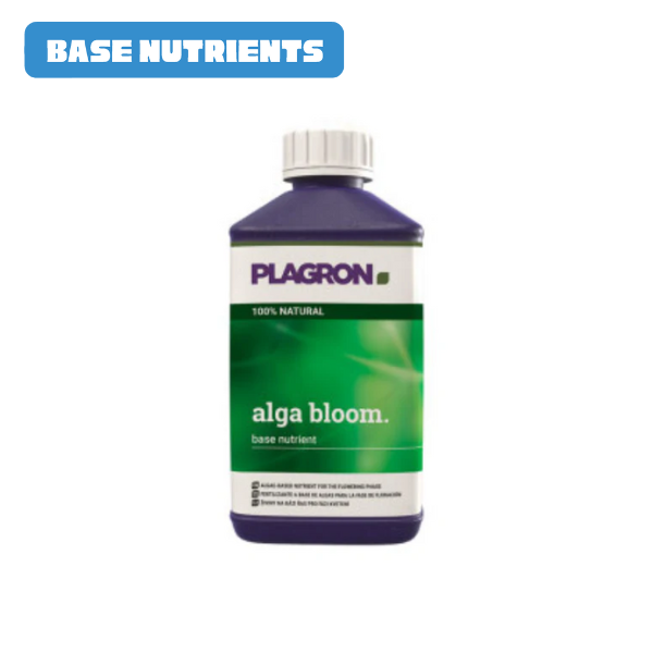 Alga Bloom