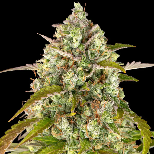 Pineapple Express Auto