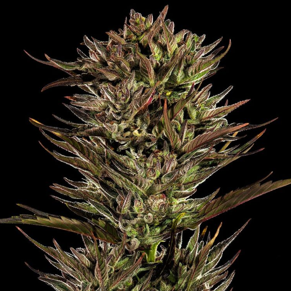 Thin Mint x Sour Pinot Auto