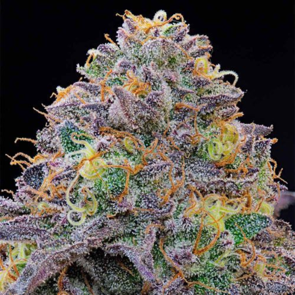 Grounded Genetics Blue Gelonade