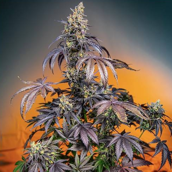 Red Gorilla Girl XL Auto