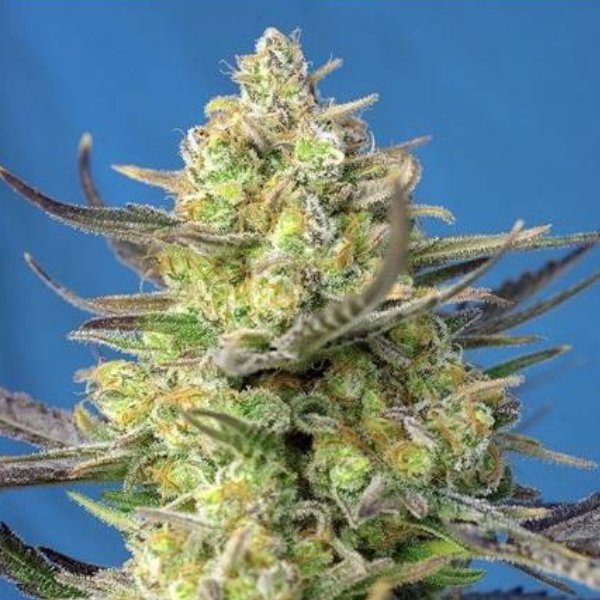 Sweet Cheese XL Auto