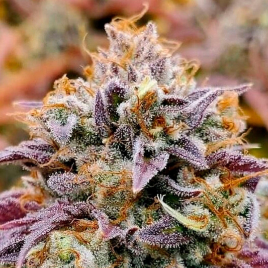 Cumbia  “Una Vela”