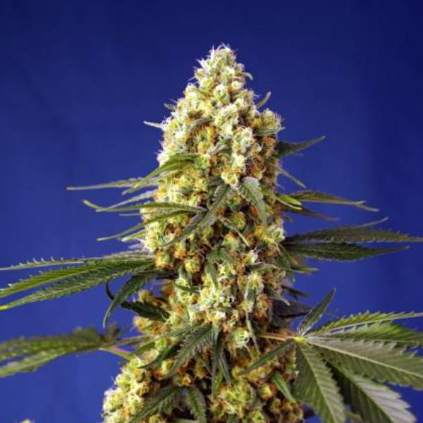 Strawberry Banana Gelato XL