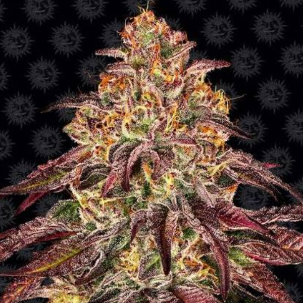 Mimosa x Orange Punch Auto