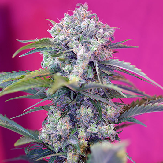 Cream Mandarine Auto