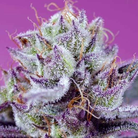 Diablo’s Delight XL Auto