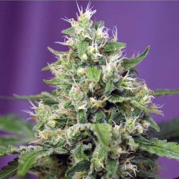 Sweet Amnesia Haze XL Auto