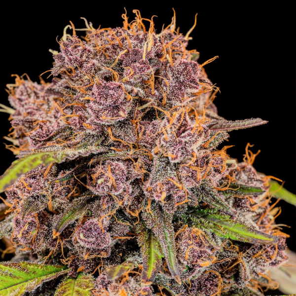 Lemon Cherrry Cookies