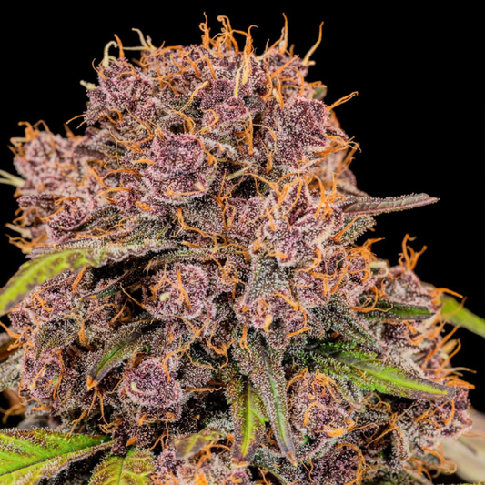 Lemon Cherrry Cookies