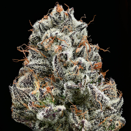 Black Cherry Gushers