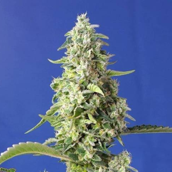 Gorilla Girl XL Auto