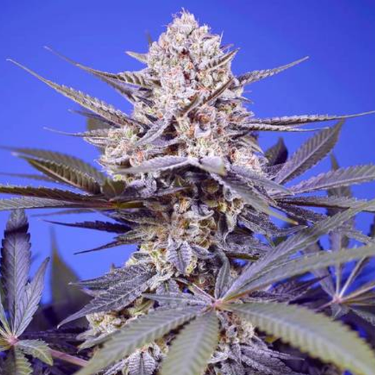 Pineapple Slush XL Auto