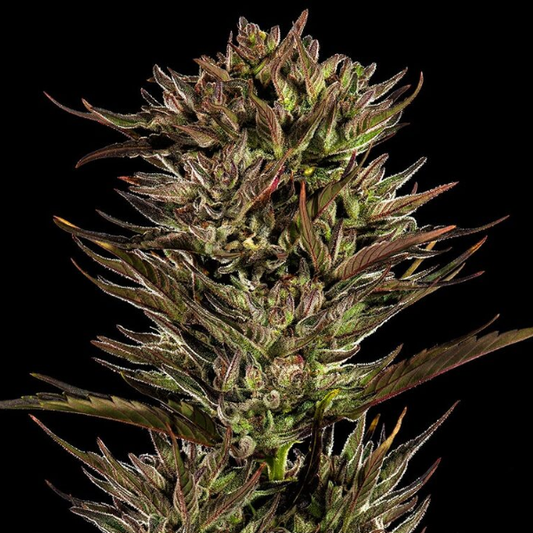 Thin Mint x Sour Pinot Auto