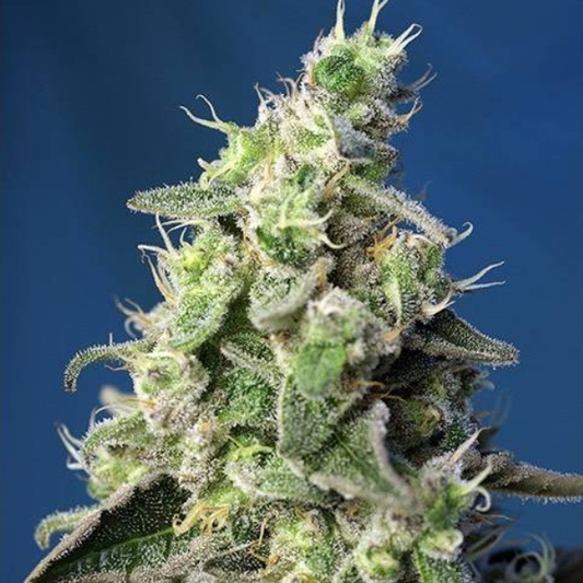 Green Poison XL Auto