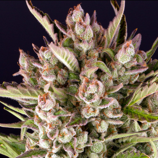 Gorilla Zkittlez Auto