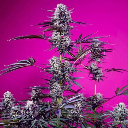 Studio 54 Stardust Auto